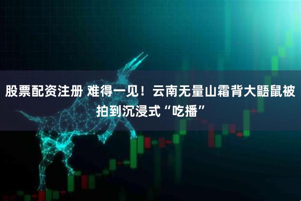 股票配资注册 难得一见!云南无量山霜背大鼯鼠被拍到沉浸式“吃播”